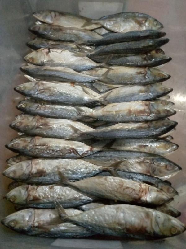 Ikan Tongkol 1kg